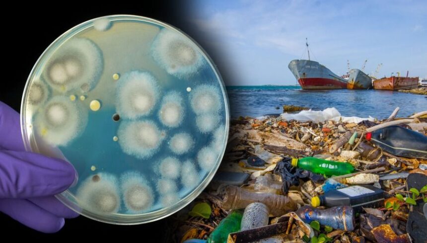 Recrutarea de ciuperci si bacterii pentru a aborda deseurile de plastic