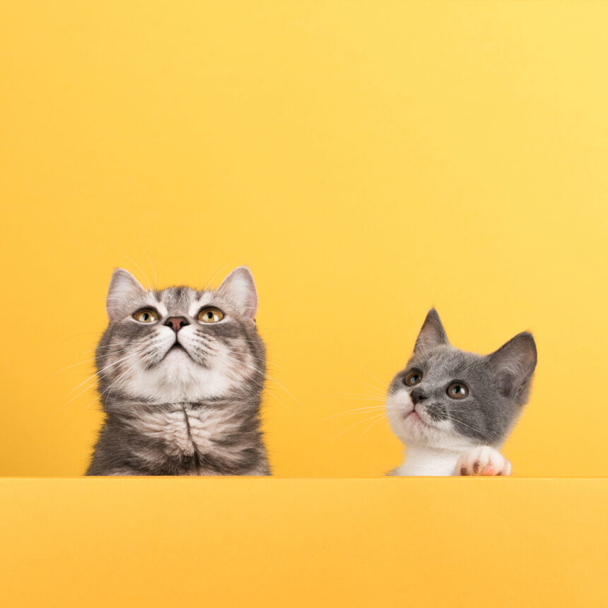 cute little gray cat kitten yellow looks plays buisiness copyspace